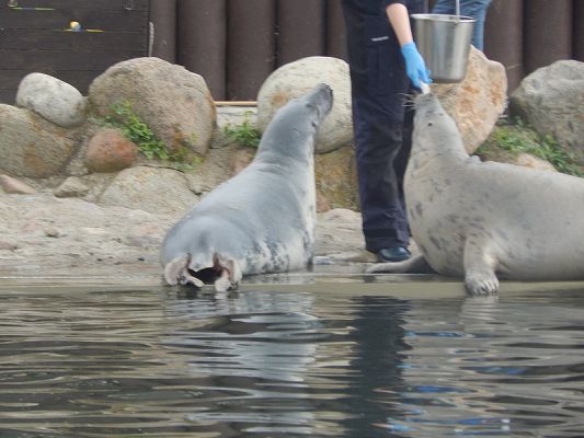  Grafika #1: Wycieczka na HEL