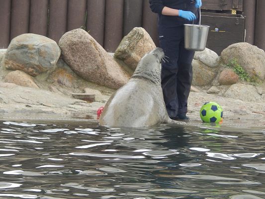  Grafika #15: Wycieczka na HEL