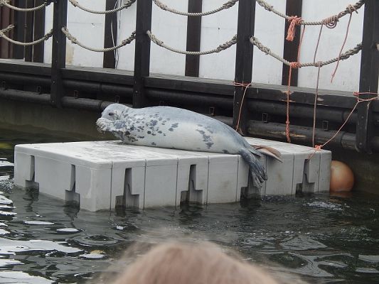  Grafika #6: Wycieczka na HEL