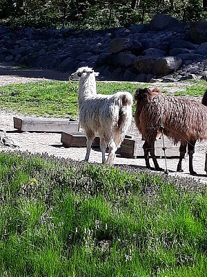 Grafika #10: Wycieczka do ZOO