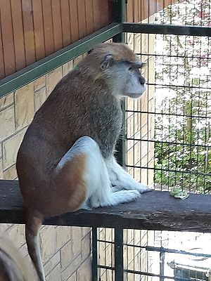 Grafika #3: Wycieczka do ZOO